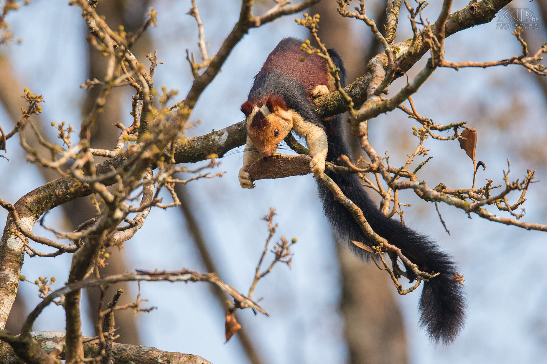 Thattekad - Indiase reuzeneekhoorn De Indiase reuzeneekhoorn (Indian giant squirrel, Ratufa indica) is een grote, maar schattige eekhoorn die leeft in het zuiden van India. Hun lichaam lengte varieert rond 36cm en de staartlengte is ongeveer 0,6m.<br />
 Stefan Cruysberghs